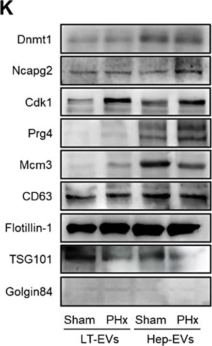 GOLGA5 Antibody - BSA Free