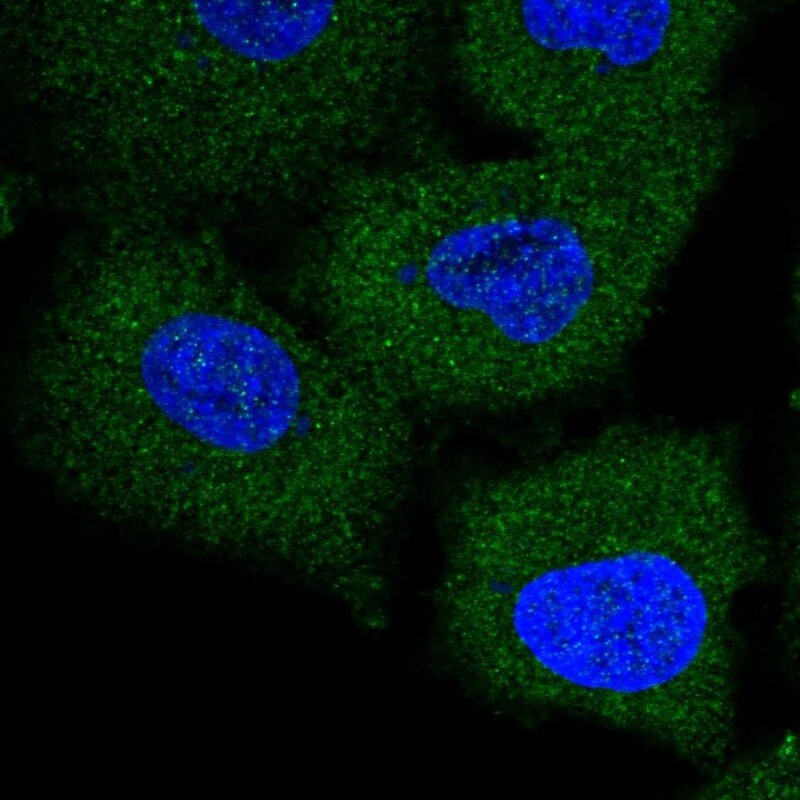 TRIM47 Antibody - BSA Free Immunocytochemistry/ Immunofluorescence: TRIM47 Antibody [NBP1-83353]