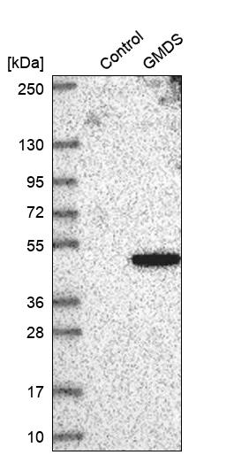 GMDS Antibody - BSA Free Western Blot: GMDS Antibody - BSA Free [NBP1-83357]