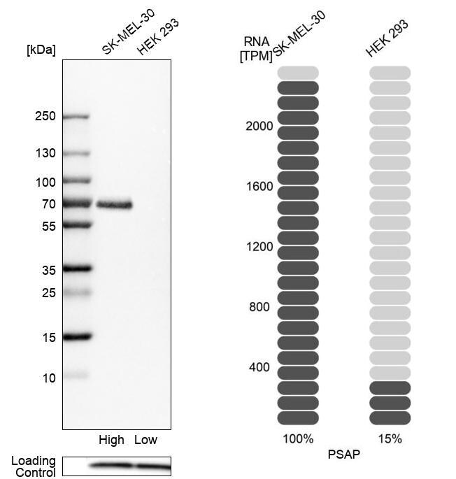 PSAP Antibody - BSA Free Western Blot: PSAP Antibody - BSA Free [NBP1-83363]