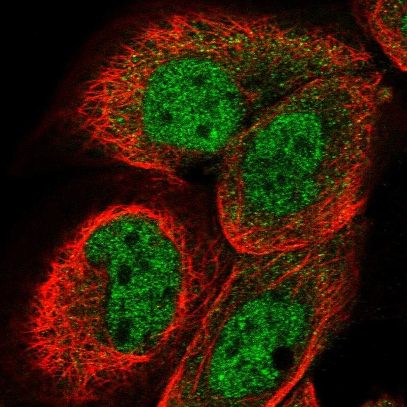 DCAF11 Antibody - BSA Free Immunocytochemistry/ Immunofluorescence: DCAF11 Antibody [NBP1-83364]