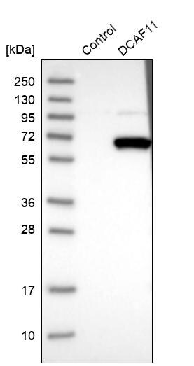 DCAF11 Antibody - BSA Free Western Blot: DCAF11 Antibody - BSA Free [NBP1-83364]