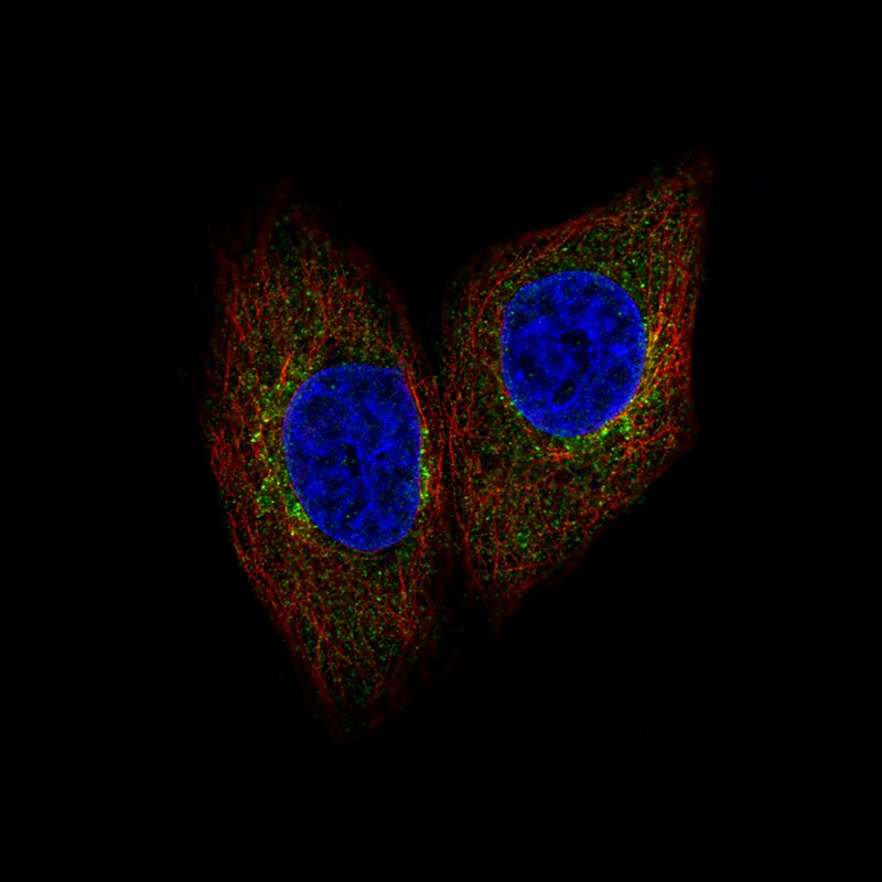 SCYL1 Antibody - BSA Free Immunocytochemistry/ Immunofluorescence: SCYL1 Antibody - BSA Free [NBP1-83365]