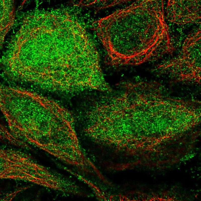 ARHGEF5 Antibody - BSA Free Immunocytochemistry/ Immunofluorescence: ARHGEF5 Antibody - BSA Free [NBP1-83370]