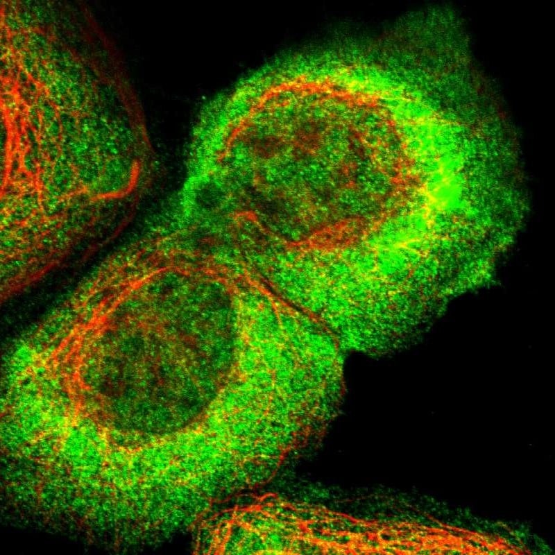 ARHGEF5 Antibody - BSA Free Immunocytochemistry/ Immunofluorescence: ARHGEF5 Antibody - BSA Free [NBP1-83371]