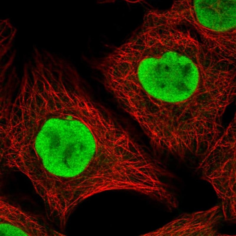 ARHGEF10 Antibody - BSA Free Immunocytochemistry/ Immunofluorescence: ARHGEF10 Antibody - BSA Free [NBP1-83373]