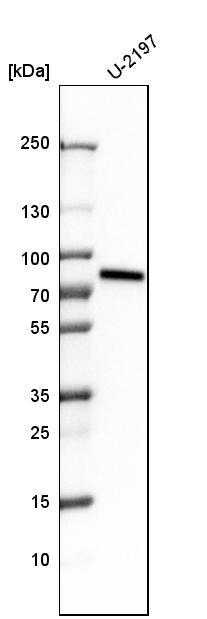 ACBD3 Antibody - BSA Free Western Blot: ACBD3 Antibody - BSA Free [NBP1-83379]