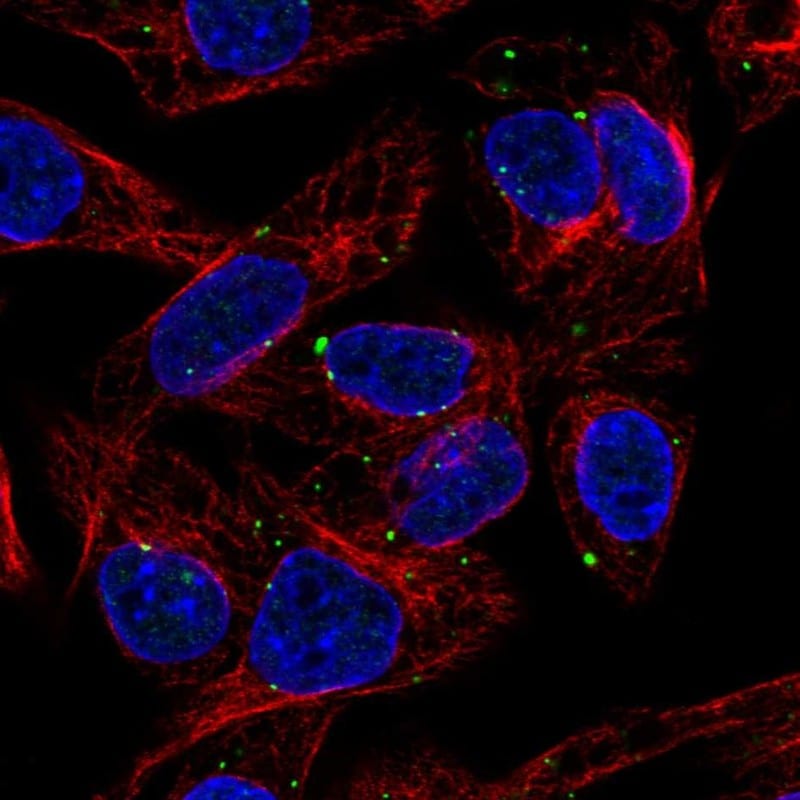SLC39A5 Antibody Immunocytochemistry/ Immunofluorescence: SLC39A5 Antibody [NBP1-86044]