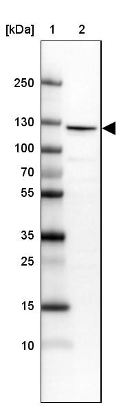 RBM25 Antibody - BSA Free Western Blot: RBM25 Antibody - BSA Free [NBP1-83418]
