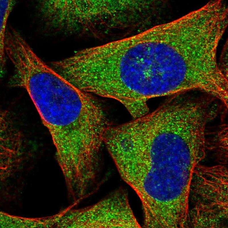 Follistatin-like 1/FSTL1 Antibody - BSA Free Immunocytochemistry/ Immunofluorescence: Follistatin-like 1/FSTL1 Antibody [NBP1-83425]