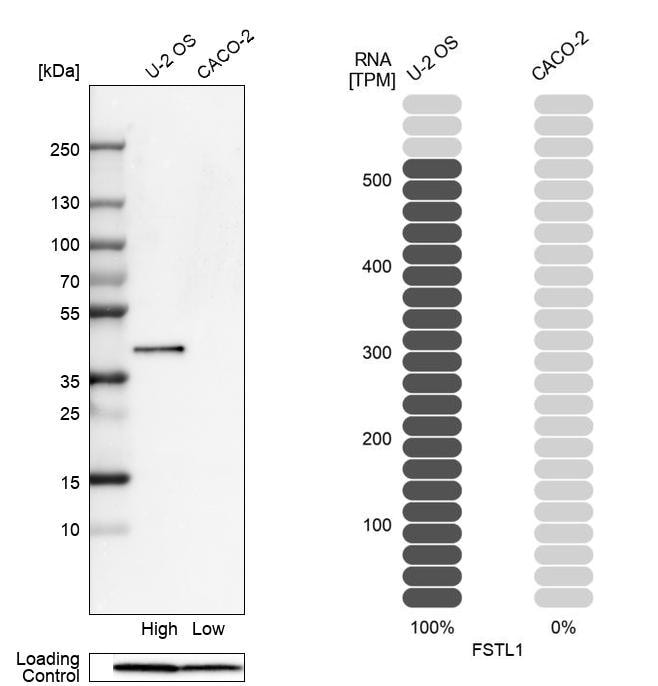 Follistatin-like 1/FSTL1 Antibody - BSA Free Western Blot: Follistatin-like 1/FSTL1 Antibody - BSA Free [NBP1-83425]