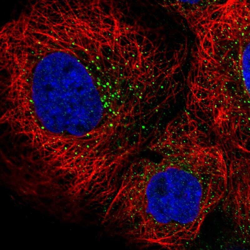 Rffl Antibody - BSA Free Immunocytochemistry/ Immunofluorescence: Rffl Antibody [NBP1-83426]