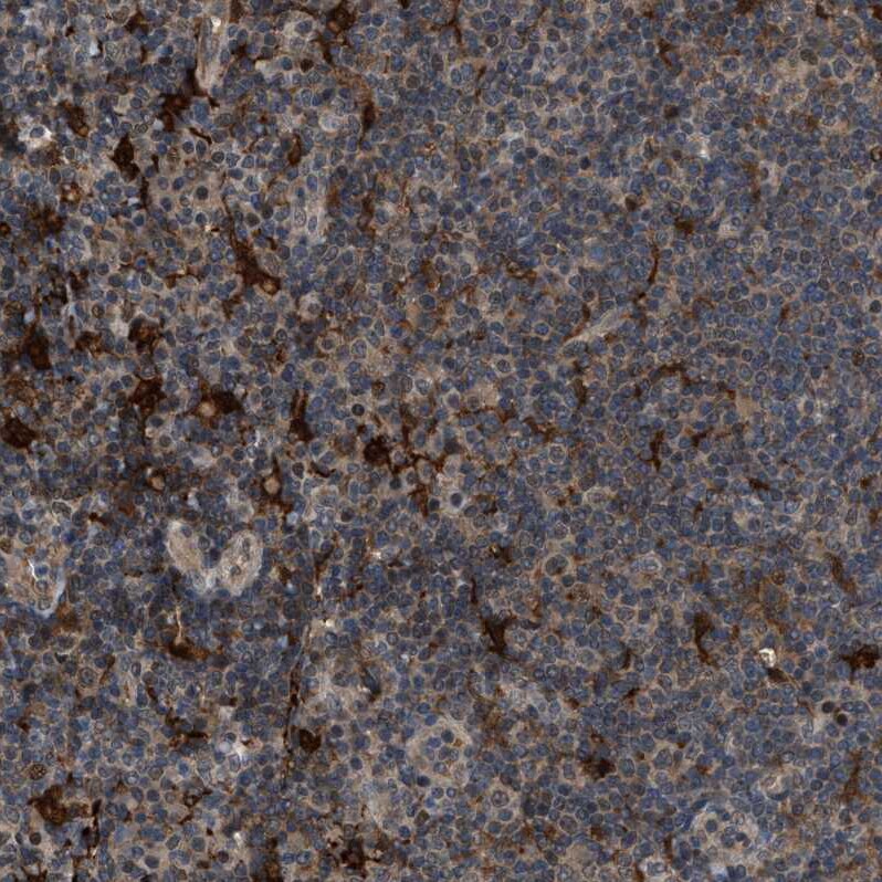 Rffl Antibody - BSA Free Immunohistochemistry-Paraffin: Rffl Antibody - BSA Free [NBP1-83427]