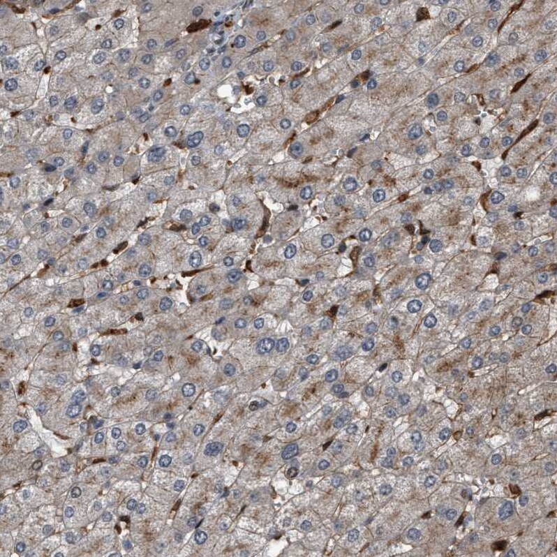 Rffl Antibody - BSA Free Immunohistochemistry-Paraffin: Rffl Antibody - BSA Free [NBP1-83427]