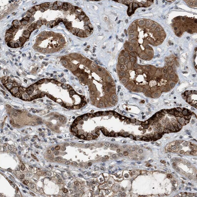 Rffl Antibody - BSA Free Immunohistochemistry-Paraffin: Rffl Antibody - BSA Free [NBP1-83427]