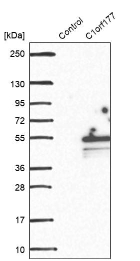 Lymphocyte Expansion Molecule Antibody - BSA Free Western Blot: Lymphocyte Expansion Molecule Antibody - BSA Free [NBP1-83457]