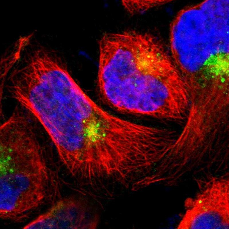 LITAF Antibody - BSA Free Immunocytochemistry/ Immunofluorescence: LITAF Antibody [NBP1-83473]