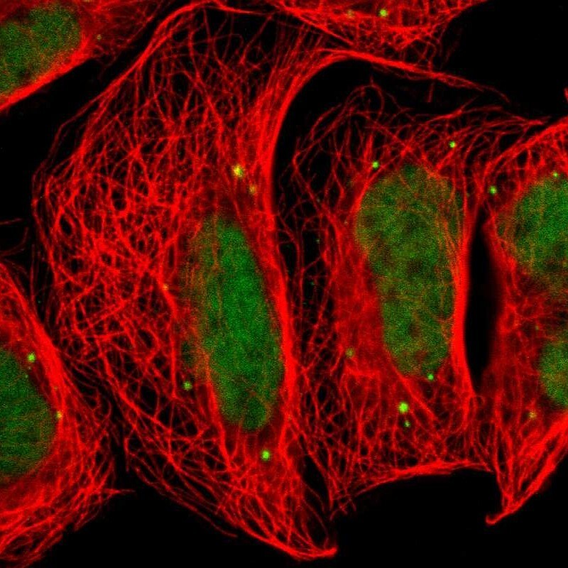 FAM98B Antibody - BSA Free Immunocytochemistry/ Immunofluorescence: FAM98B Antibody - BSA Free [NBP1-83474]
