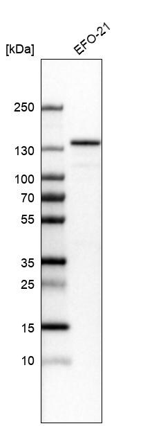 JMY Antibody - BSA Free Western Blot: JMY Antibody - BSA Free [NBP1-83478]