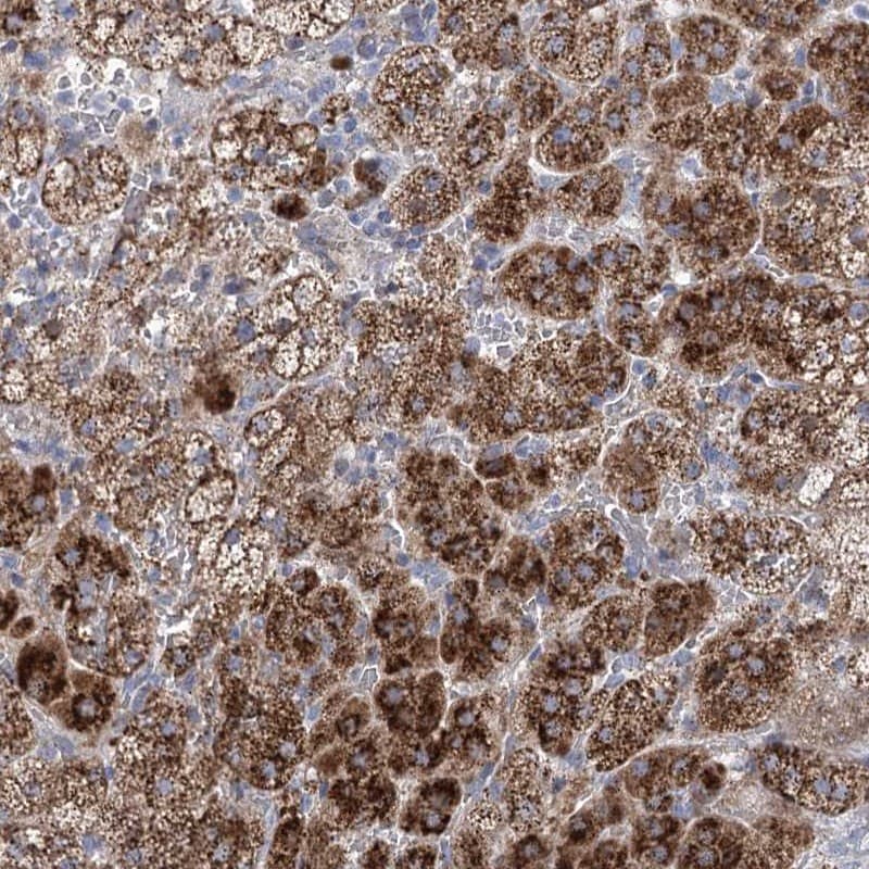 NME7 Antibody - BSA Free Immunohistochemistry-Paraffin: NME7 Antibody [NBP1-83482]