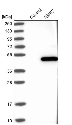 NME7 Antibody - BSA Free Western Blot: NME7 Antibody - BSA Free [NBP1-83482]