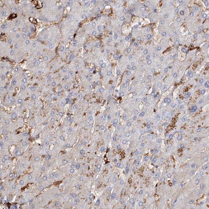 PIWIL4 Antibody - BSA Free Immunohistochemistry-Paraffin: PIWIL4 Antibody [NBP1-83491]