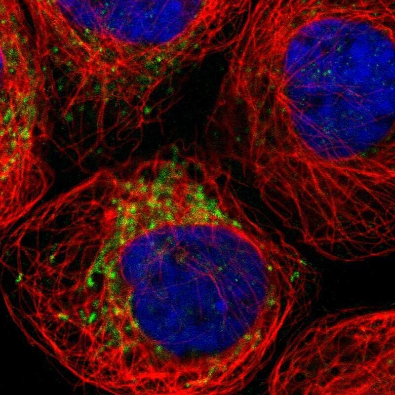 SPATA9 Antibody - BSA Free Immunocytochemistry/ Immunofluorescence: SPATA9 Antibody - BSA Free [NBP1-83493]