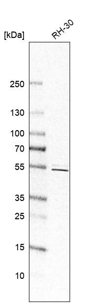 PRRC1 Antibody - BSA Free Western Blot: PRRC1 Antibody - BSA Free [NBP1-83514]