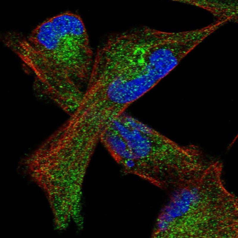 GLT8D2 Antibody - BSA Free Immunocytochemistry/ Immunofluorescence: GLT8D2 Antibody [NBP1-83538]
