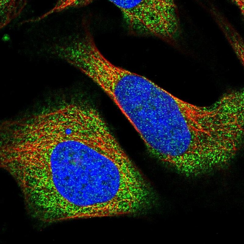 Layilin Antibody - BSA Free Immunocytochemistry/ Immunofluorescence: Layilin Antibody [NBP1-83541]
