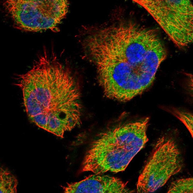 SLC16A14 Antibody - BSA Free Immunocytochemistry/ Immunofluorescence: SLC16A14 Antibody [NBP1-83542]