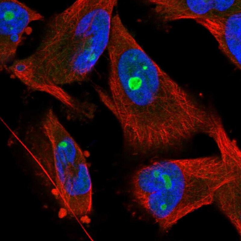 Surf6 Antibody - BSA Free Immunocytochemistry/ Immunofluorescence: Surf6 Antibody [NBP1-83550]