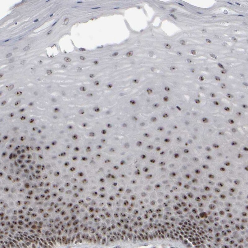 Surf6 Antibody - BSA Free Immunohistochemistry-Paraffin: Surf6 Antibody - BSA Free [NBP1-83550]