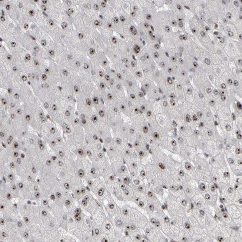 Surf6 Antibody - BSA Free Immunohistochemistry-Paraffin: Surf6 Antibody - BSA Free [NBP1-83550]