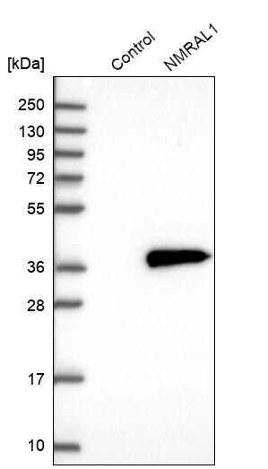 NMRAL1 Antibody - BSA Free Western Blot: NMRAL1 Antibody - BSA Free [NBP1-83554]