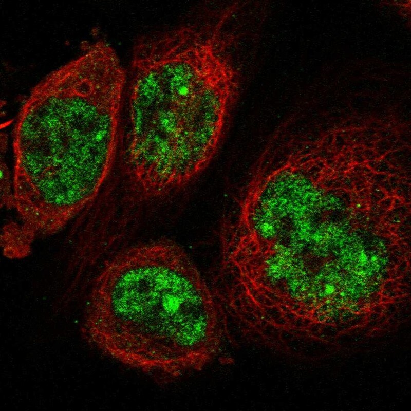 SGOL2 Antibody - BSA Free Immunocytochemistry/ Immunofluorescence: SGOL2 Antibody - BSA Free [NBP1-83567]