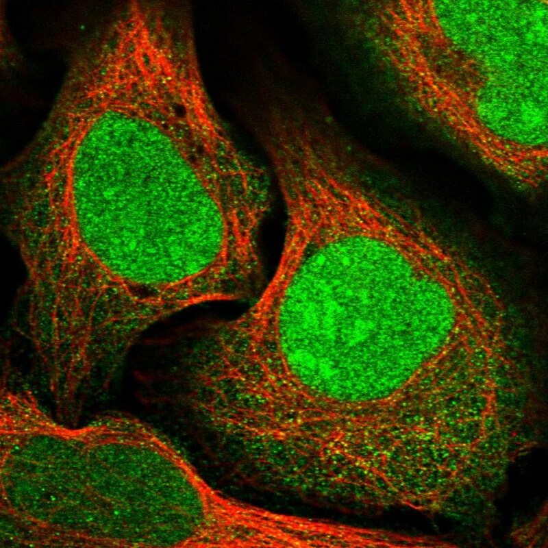 CCDC82 Antibody - BSA Free Immunocytochemistry/ Immunofluorescence: CCDC82 Antibody [NBP1-83583]