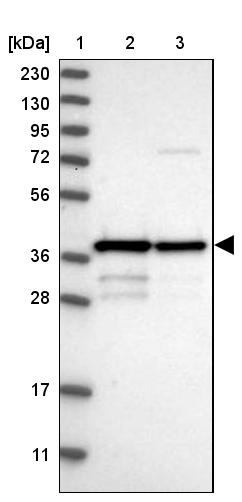 MRM1 Antibody - BSA Free Western Blot: MRM1 Antibody - BSA Free [NBP1-83597]