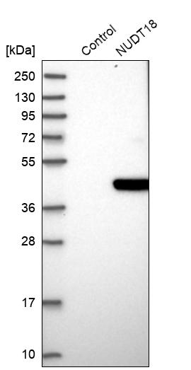 NUDT18 Antibody - BSA Free Western Blot: NUDT18 Antibody - BSA Free [NBP1-83602]
