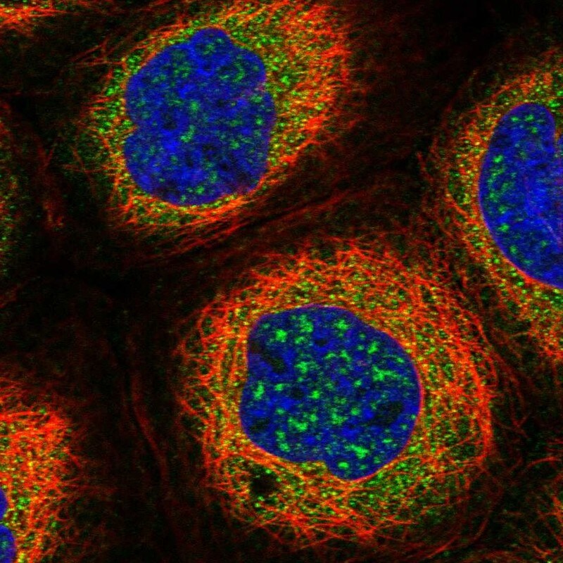 RUFY1 Antibody - BSA Free Immunocytochemistry/ Immunofluorescence: RUFY1 Antibody [NBP1-83606]