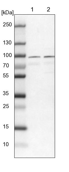 RUFY1 Antibody - BSA Free Western Blot: RUFY1 Antibody - BSA Free [NBP1-83606]