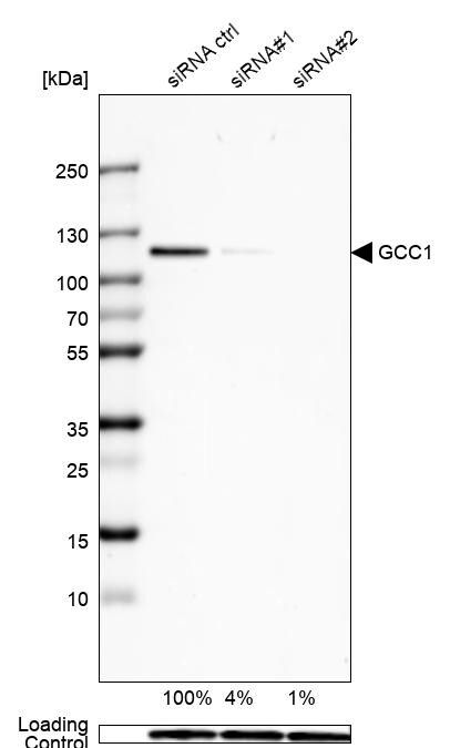 GCC1 Antibody - BSA Free Western Blot: GCC1 Antibody - BSA Free [NBP1-83609]