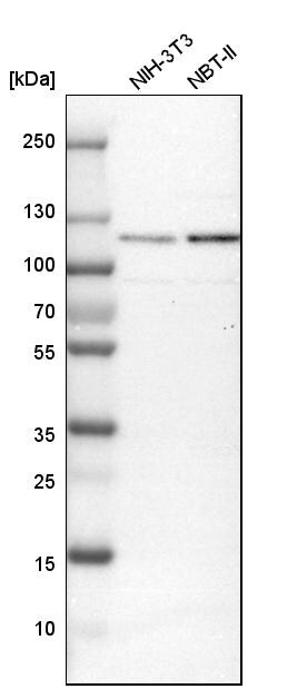 GCC1 Antibody - BSA Free Western Blot: GCC1 Antibody - BSA Free [NBP1-83609]