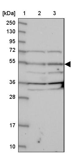 NARFL Antibody - BSA Free Western Blot: NARFL Antibody - BSA Free [NBP1-83611]