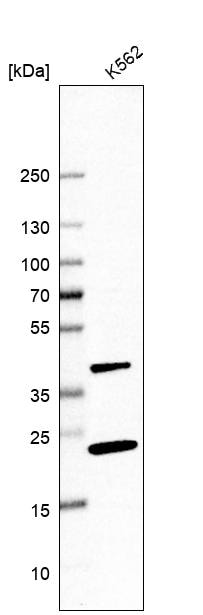 PINX1 Antibody - BSA Free Western Blot: PINX1 Antibody - BSA Free [NBP1-83643]