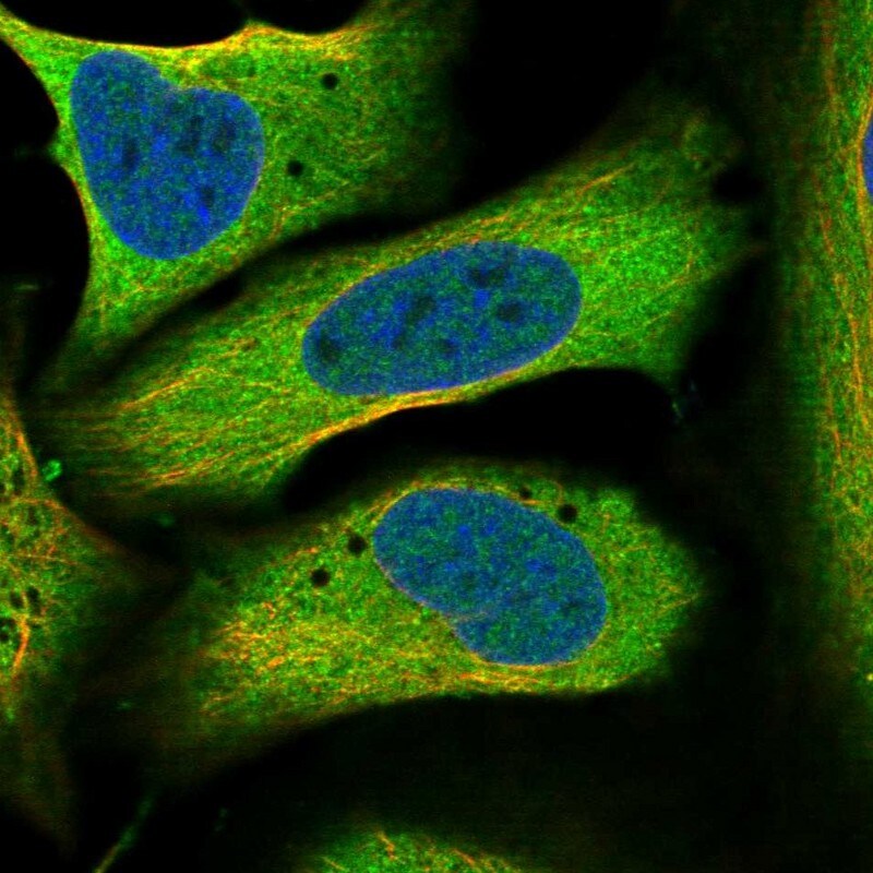 PIGX Antibody - BSA Free Immunocytochemistry/ Immunofluorescence: PIGX Antibody [NBP1-83647]