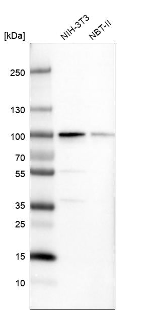 PUS7 Antibody - BSA Free Western Blot: PUS7 Antibody - BSA Free [NBP1-83652]