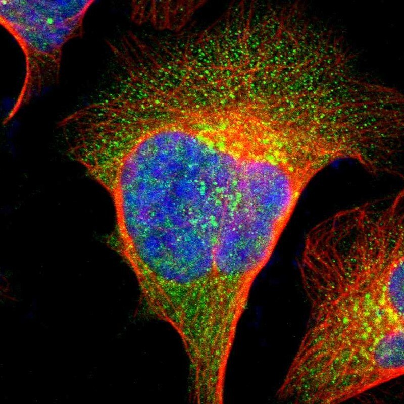 Inositol Monophosphatase 3/IMPAD1 Antibody - BSA Free Immunocytochemistry/ Immunofluorescence: Inositol Monophosphatase 3/IMPAD1 Antibody [NBP1-83655]