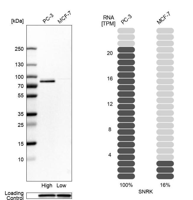 SNRK Antibody - BSA Free Western Blot: SNRK Antibody - BSA Free [NBP1-83668]