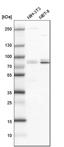 SNRK Antibody - BSA Free Western Blot: SNRK Antibody - BSA Free [NBP1-83668]